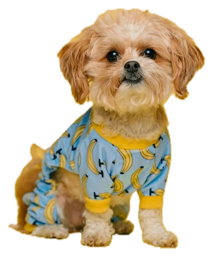 a small dog in cozy pajamas on the chair